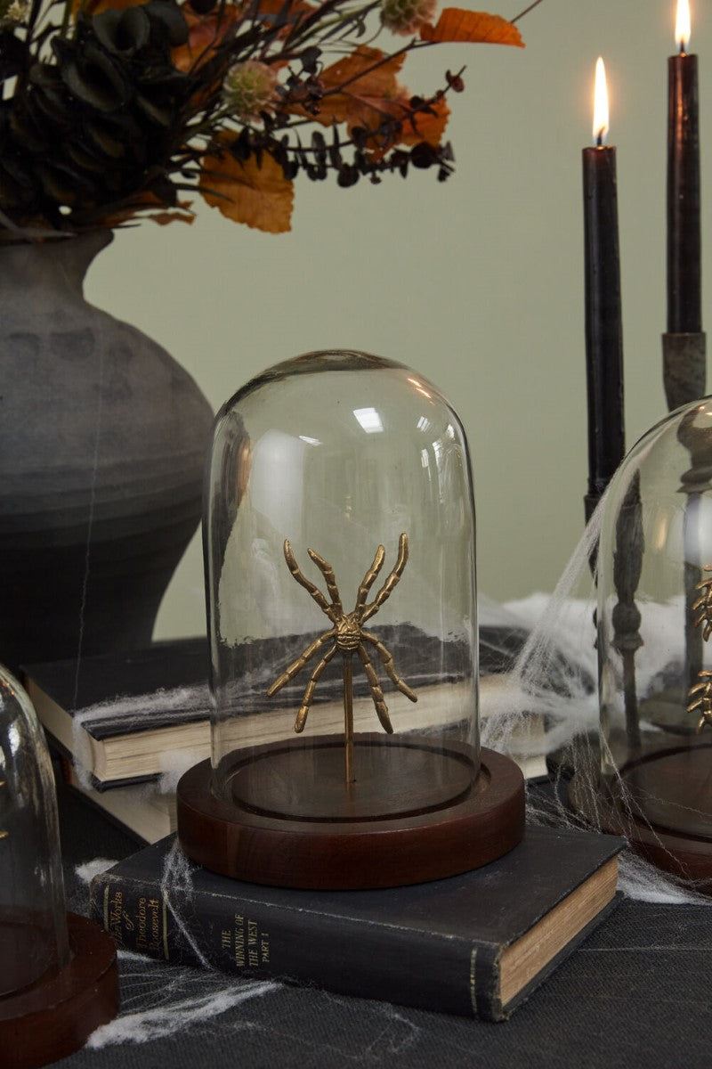Specimen Cloche By Accent Decor