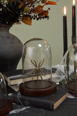 Specimen Cloche By Accent Decor
