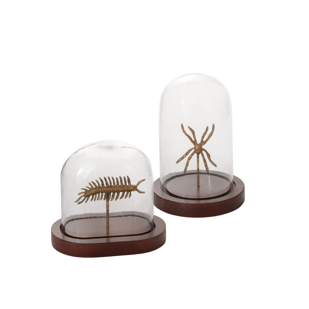 Specimen Cloche By Accent Decor