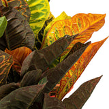 Vickerman 30" Artificial Croton Fresh Touch Potted Plant