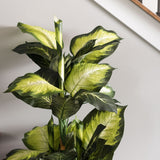 Vickerman 40" Artificial Green and White Dieffenbachia