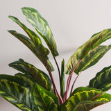 Vickerman 3' Artificial Green and Brown Peacock Plant botanical name Calathea