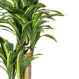 Vickerman 52" Artificial Potted Green and Yellow Fresh Touch Dracaena Tree