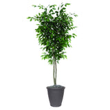 Vickerman Artificial Ficus Deluxe Potted Tree, 6'