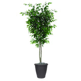 Vickerman Artificial Ficus Deluxe Potted Tree, 6'
