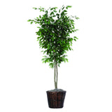 Vickerman Artificial Ficus Deluxe Potted Tree, 6'