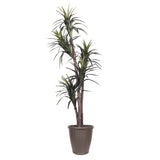 Vickerman Artificial Marginata Extra Full Series, 6'