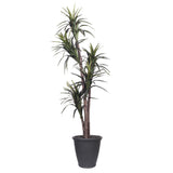 Vickerman Artificial Marginata Extra Full Series, 6'