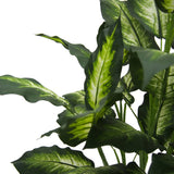 Vickerman Artificial Green and White Dieffenbachia Plant