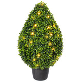 Vickerman Boxwood Teardrop Shaped Bush