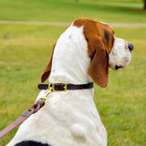 Circle T Latigo Leather Twist Dog Leash with Brass Hardware, 6'