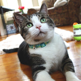 Safe Cat Adjustable Breakaway Cat Collar with Magnetic Buckle
