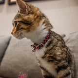 Li'l Pals Elasticized Safety Kitten Collar with Reflective Threads