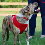 Comfort Soft Adjustable Mesh Dog Harness