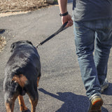 Double-Ply Nylon Dog Traffic Leash