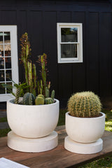 Archer Concrete Planters By Accent Decor