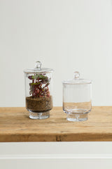 Asteridge Terrariums By Accent Decor