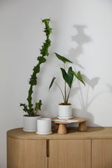 Author with Saucer Matte Ceramic Pots By Accent Decor