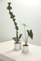 Author with Saucer Matte Ceramic Pots By Accent Decor