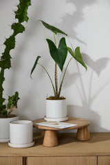 Author with Saucer Matte Ceramic Pots By Accent Decor