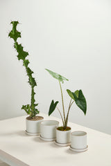 Author with Saucer Matte Ceramic Pots By Accent Decor