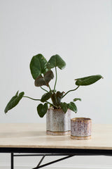 Avenell Pots By Accent Decor