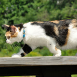 Safe Cat Fashion Adjustable Breakaway Cat Collar