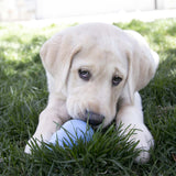KONG Puppy Dog Toy, Large - view 3