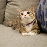 Li'l Pals Elasticized Safety Kitten Collar with Reflective Threads