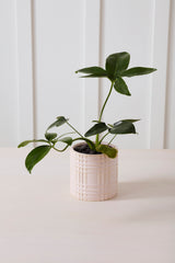 Beckett Pot By Accent Decor