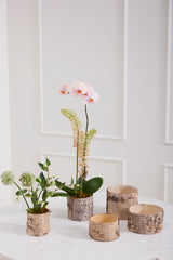 Birch Cylinder Wood Decorative Accents By Accent Decor