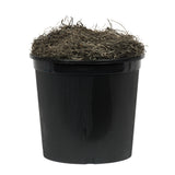 Vickerman Artificial Japanese Maple Extra Full Series