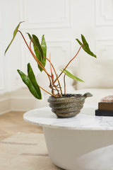 Boa Bowl By Accent Decor