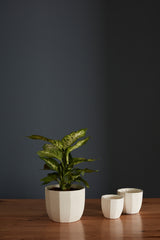 Bona Textured Carved Pots By Accent Decor