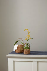 Briarwood Natural Baskets By Accent Decor