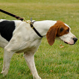 Circle T Latigo Leather Twist Dog Leash with Brass Hardware, 6'