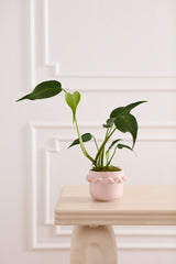 Cambree Pot By Accent Decor