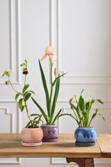 Casey with Saucer Pots By Accent Decor