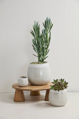 Choice Speckled Textured Pots By Accent Decor