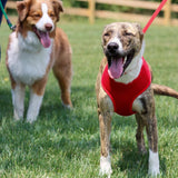 Comfort Soft Adjustable Mesh Dog Harness