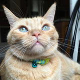 Safe Cat Fashion Adjustable Breakaway Cat Collar