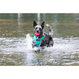 DOOG Pet Products Fetch-ables Fetch-A-Ball Dog Toy