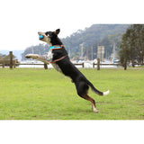 DOOG Pet Products Fetch-ables Fetch-A-Ball Dog Toy