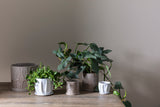 Draken Ceramic Pots By Accent Decor