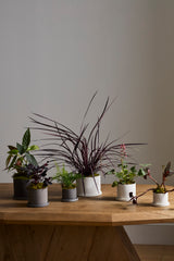 Easton Ceramic Pots By Accent Decor