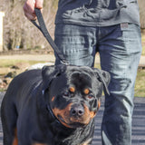 Double-Ply Nylon Dog Traffic Leash