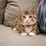 Li'l Pals Elasticized Safety Kitten Collar with Reflective Threads