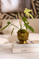 E+E Louie Metal Pot By Accent Decor