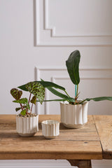 Everleaf Pots By Accent Decor