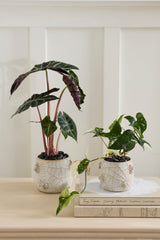 House Spider Pots By Accent Decor